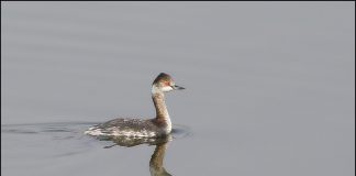 검은목논병아리