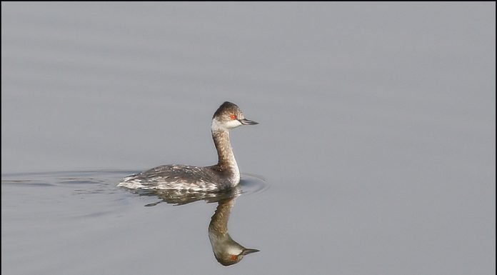 검은목논병아리