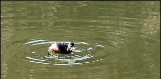 논병아리의 사냥
