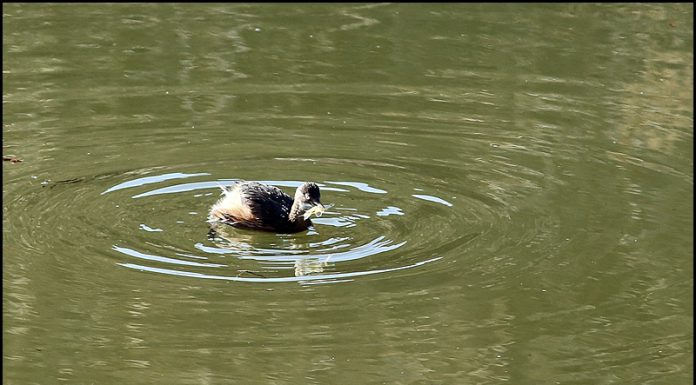 논병아리의 사냥