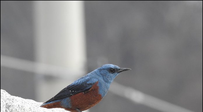 바다직박구리 수컷