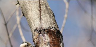 아물쇠딱다구리