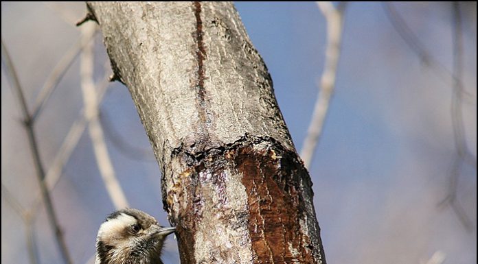 아물쇠딱다구리