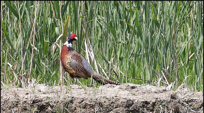 나보다 멋진 새 있으면 나와보라그래