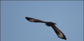 큰말똥가리 흑색형