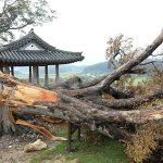 지난 해 티풍 링링으로 쓰러진 500년생 느티나무