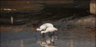 노랑부리저어새