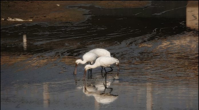 노랑부리저어새