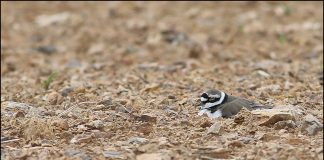 꼬마물떼새 둥지