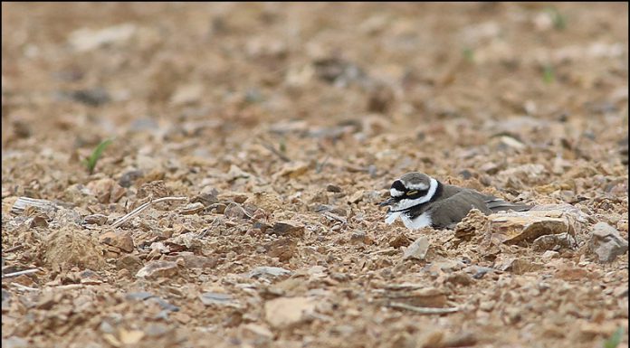 꼬마물떼새 둥지