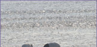 두루미와 혹부리오리