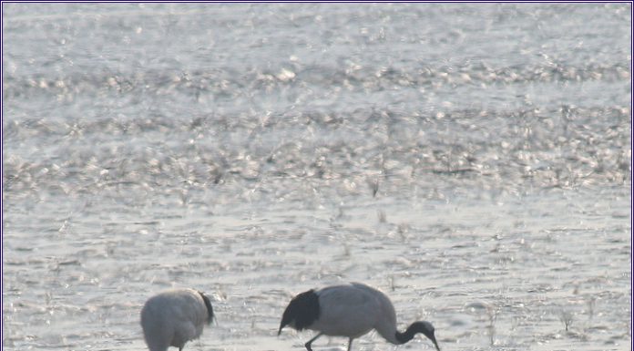 두루미와 혹부리오리