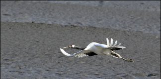 동검도의 두루미