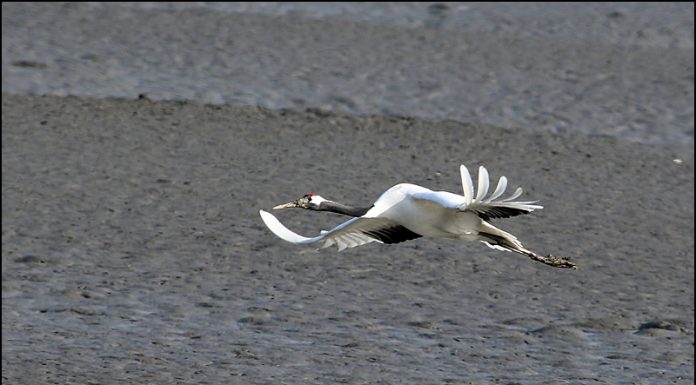 동검도의 두루미