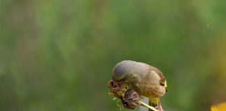 방울새도 번식을 했네요