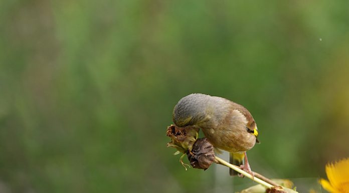 방울새도 번식을 했네요