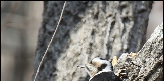 아물쇠딱다구리