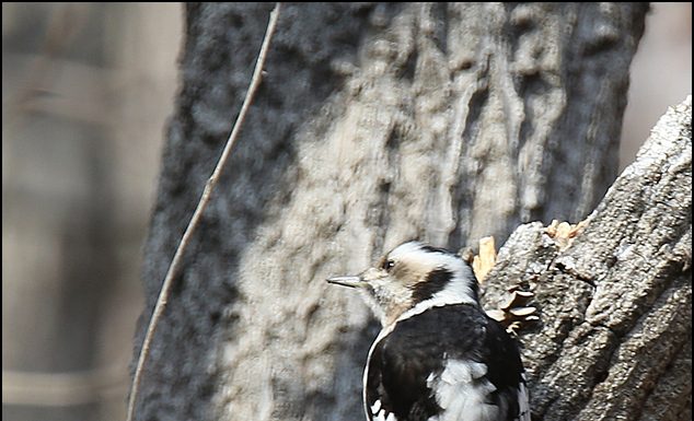 아물쇠딱다구리