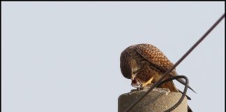 황조롱이의 식사