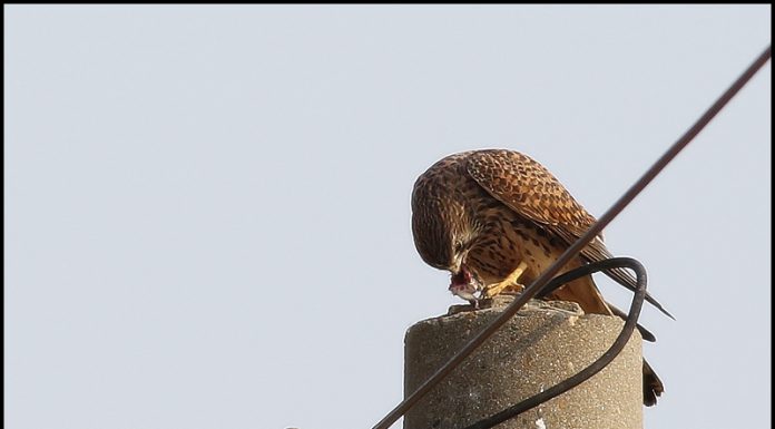 황조롱이의 식사