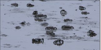 칠게들의 세상 갯벌