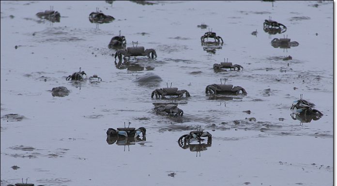 칠게들의 세상 갯벌