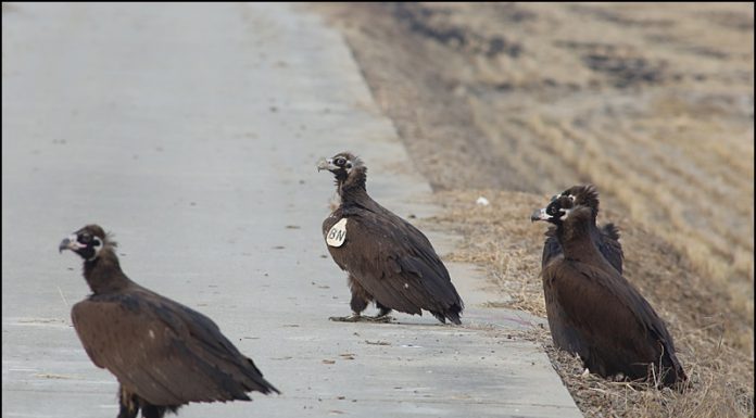 BN윙텍을 단 독수리