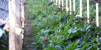 강화특산 인삼센터