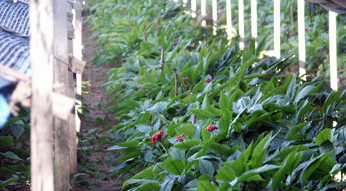 강화특산 인삼센터