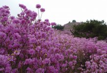 고려산 진달래축제