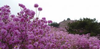 고려산 진달래축제