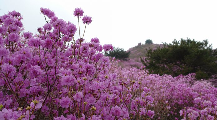 고려산 진달래축제