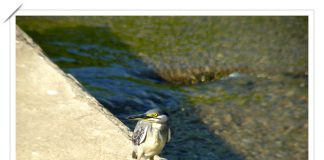 검은댕기해오라기