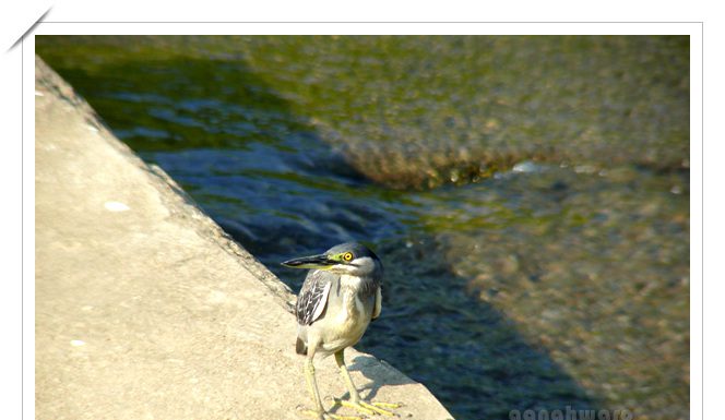 검은댕기해오라기