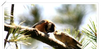 곤줄박이의 모정