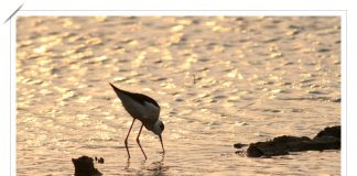 노을과 장다리물떼새