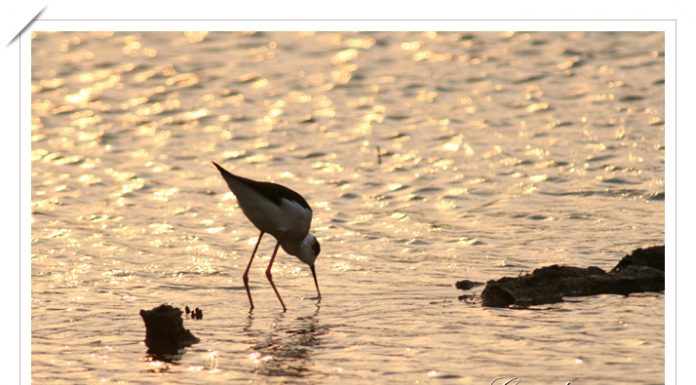 노을과 장다리물떼새