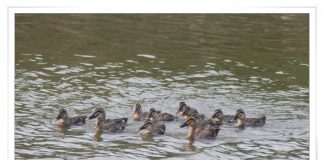 흰뺨검둥오리 가족나들이