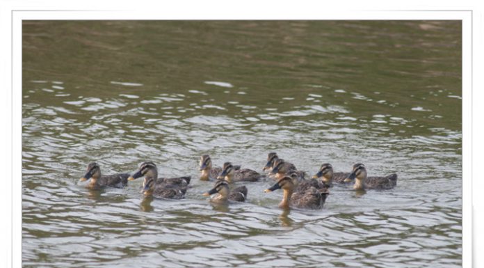흰뺨검둥오리 가족나들이