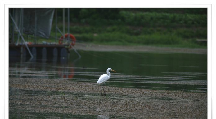 중대백로의 휴식