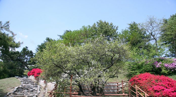 천연기념물 (5개)