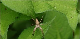 아기늪서성거미