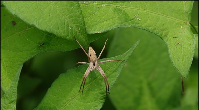 아기늪서성거미