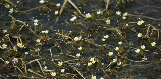매화마름 매화마름