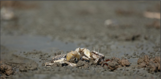 멸종위기종 야생생물 II급 흰발농게