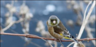 방울새야! 방울새야~~