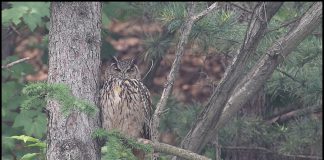 천연기념물 수리부엉이