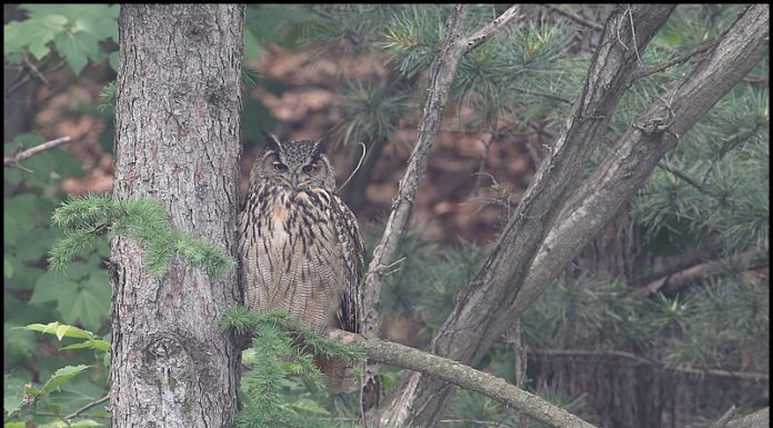 천연기념물 수리부엉이