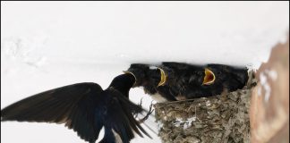 다시 찾아온 제비