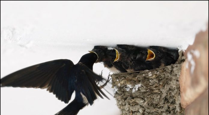 다시 찾아온 제비